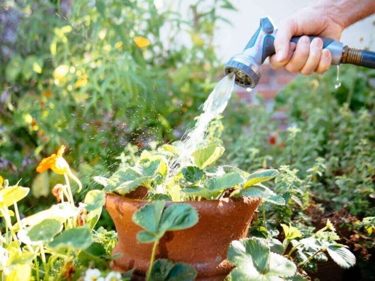 How To Water Plants In Hot Weather