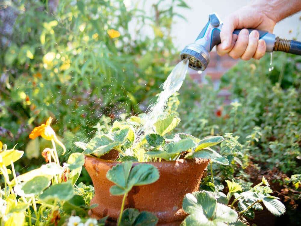 How To Water Plants In Hot Weather