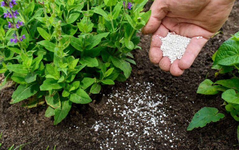 How To Fertilize Plants Correctly For Beginners
