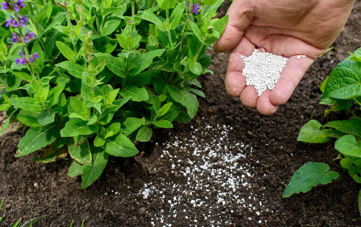 How To Fertilize Plants Correctly For Beginners