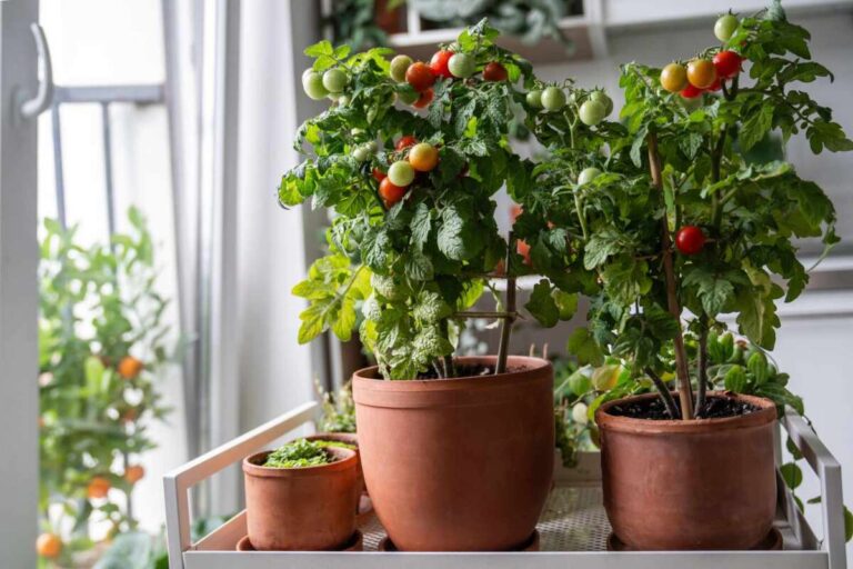 How To Grow Plants Year Round Indoors
