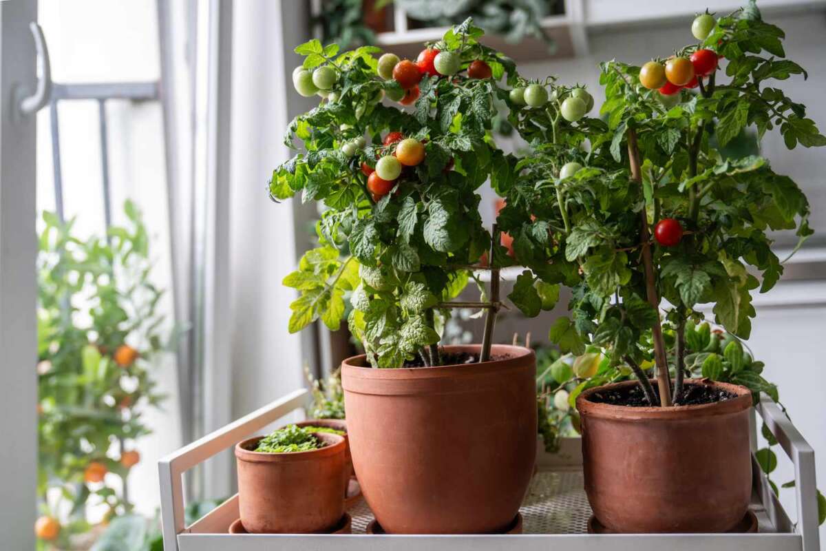 How To Grow Plants Year Round Indoors