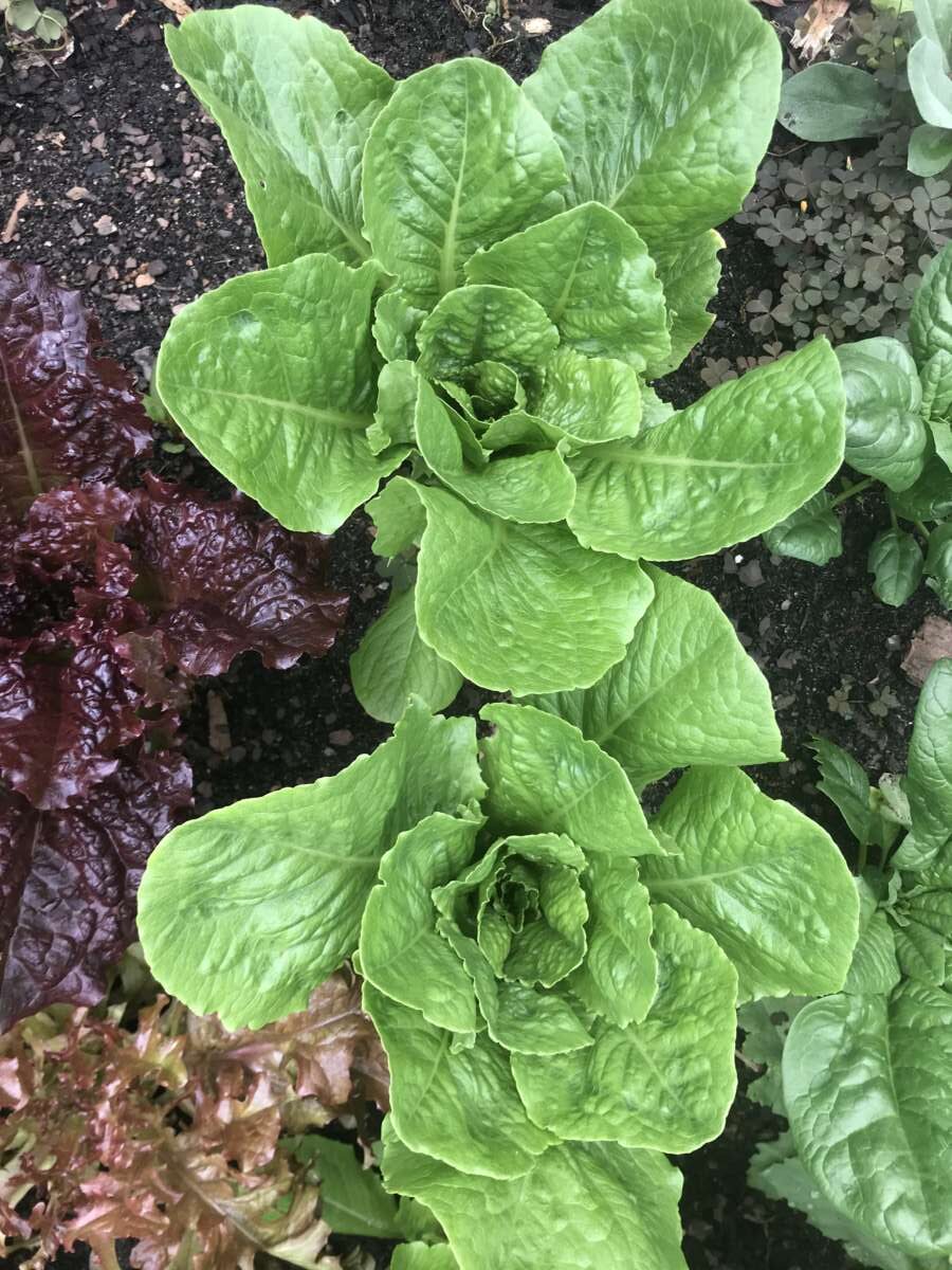 How To Keep Vegetable Plants Healthy