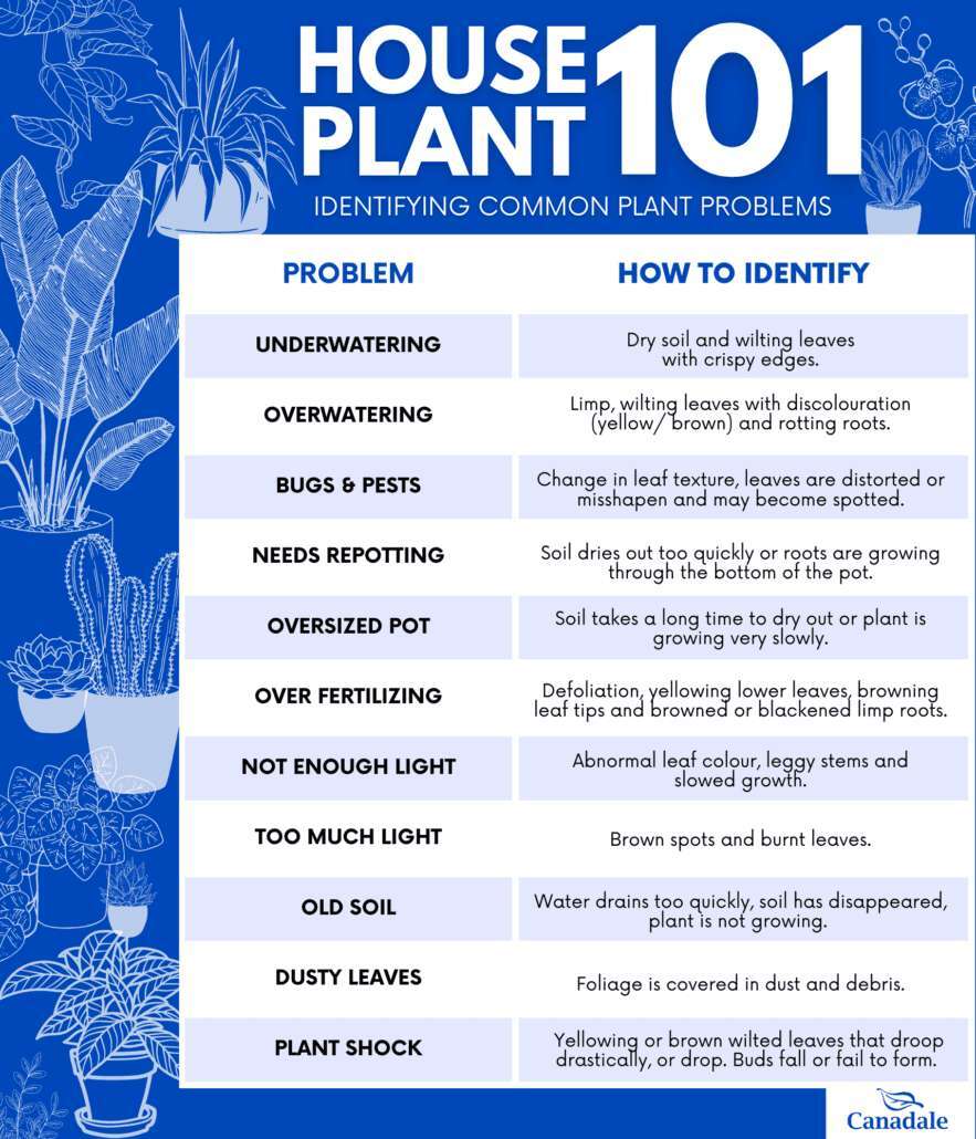 How To Identify Common Plant Problems