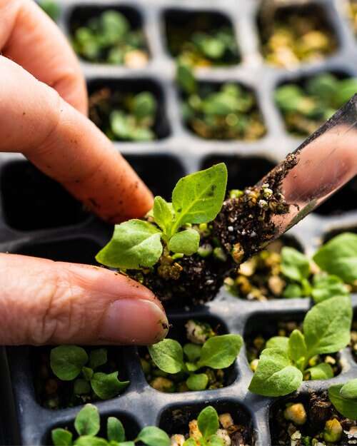 How To Transplant Seedlings Safely