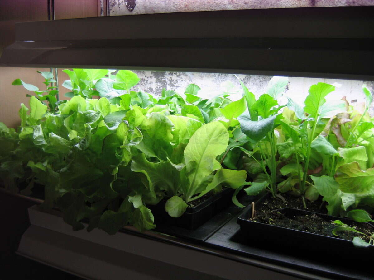 How To Grow Greens Indoors Year Round