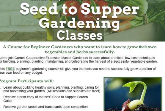 How To Garden Successfully As A Beginner