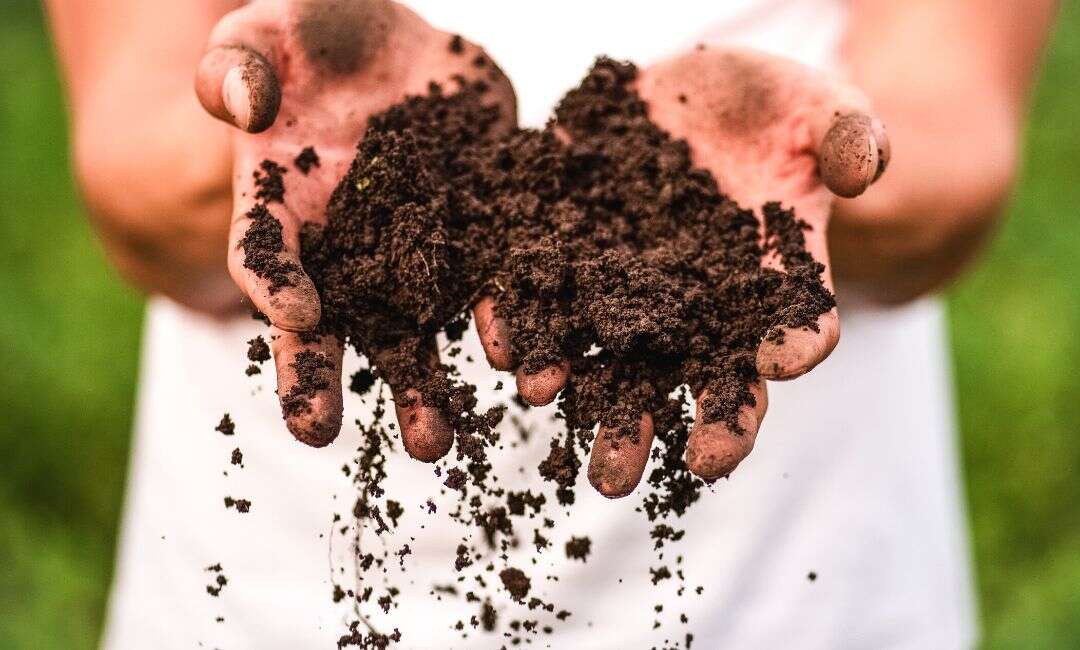 How To Know If Soil Is Healthy For Plants
