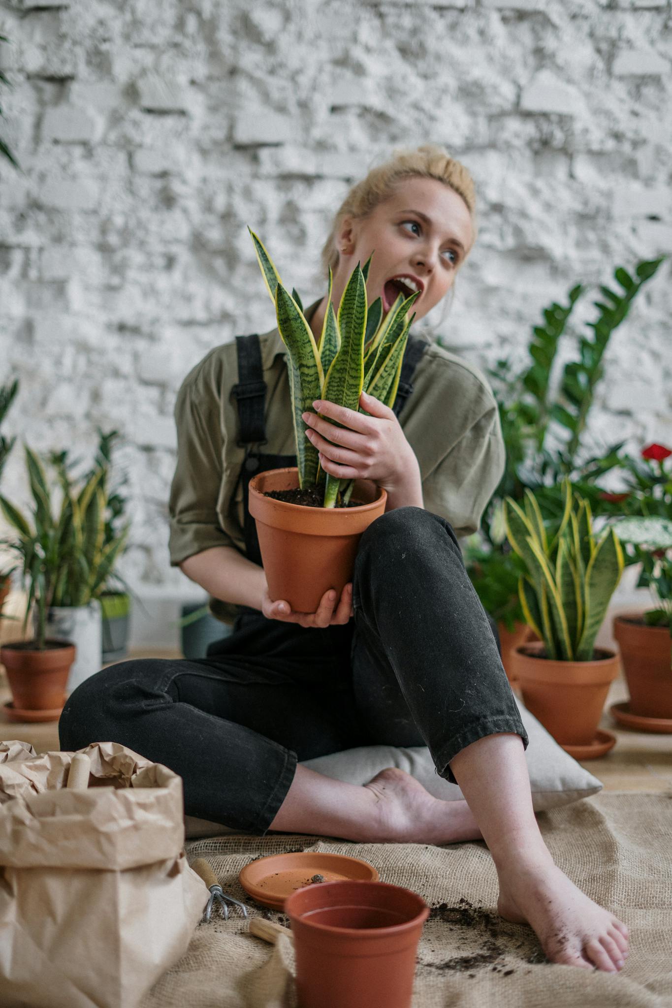 A woman happily holds a potted snake plant while engaging in indoor gardening activities.