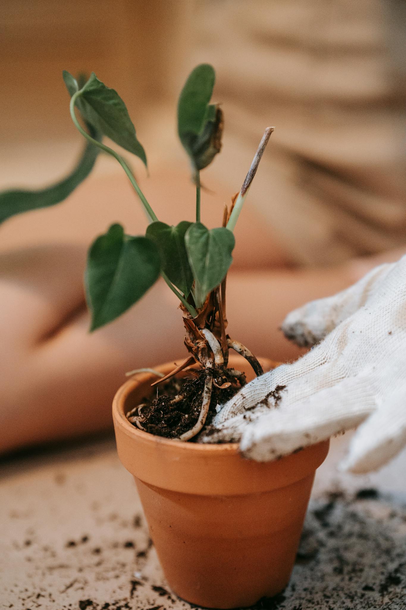 Close-up of hands gardening with clay pot and plant using gloves.