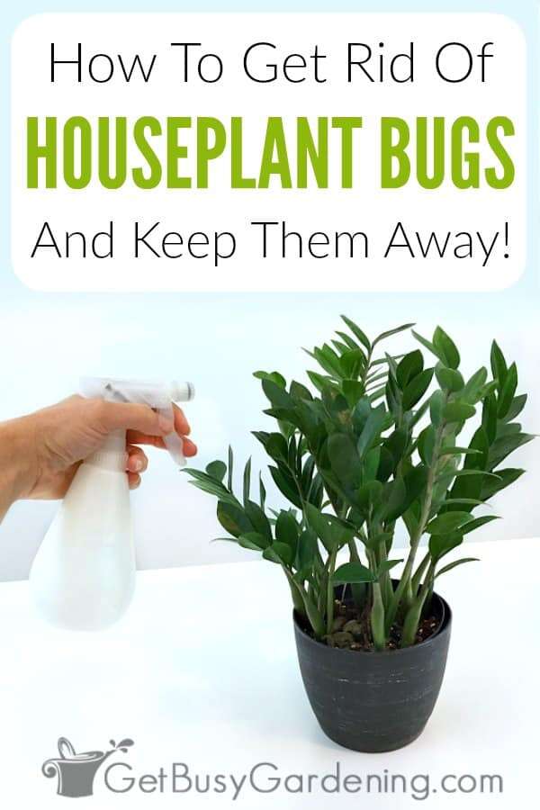 How To Prevent Bugs On Indoor Plants