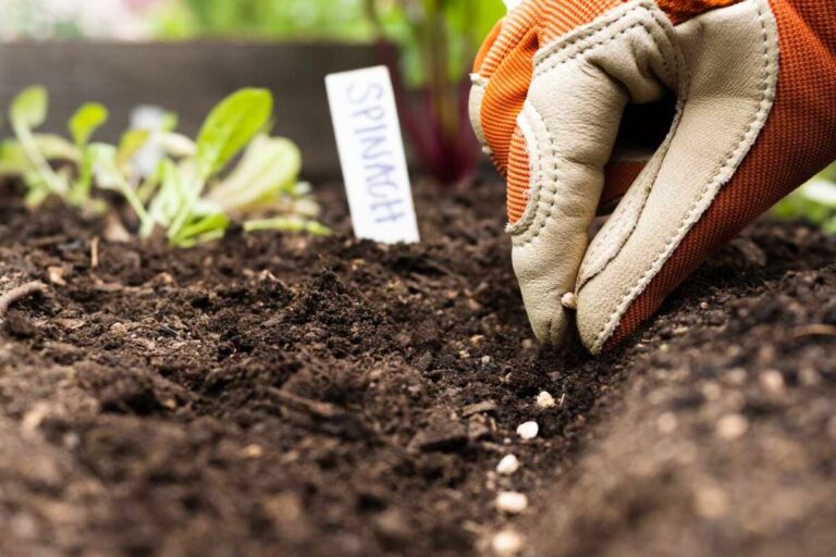 How To Grow Plants From Seeds Successfully