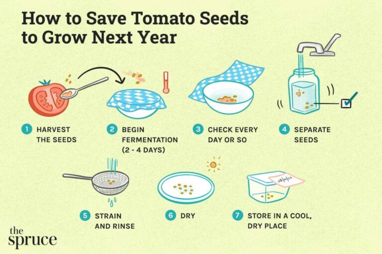 How To Save Seeds For Next Season