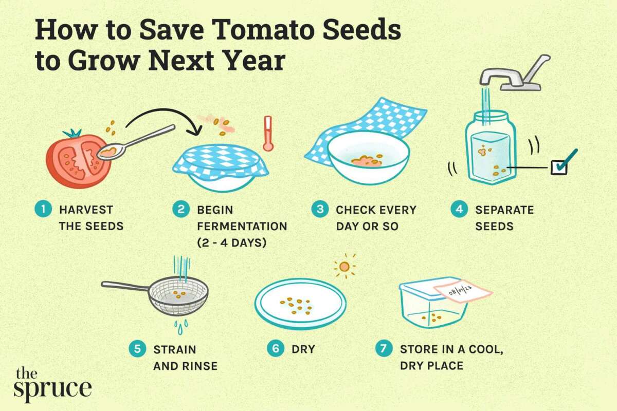 How To Save Seeds For Next Season