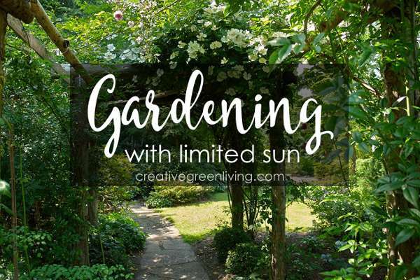 How To Garden With Limited Sunlight