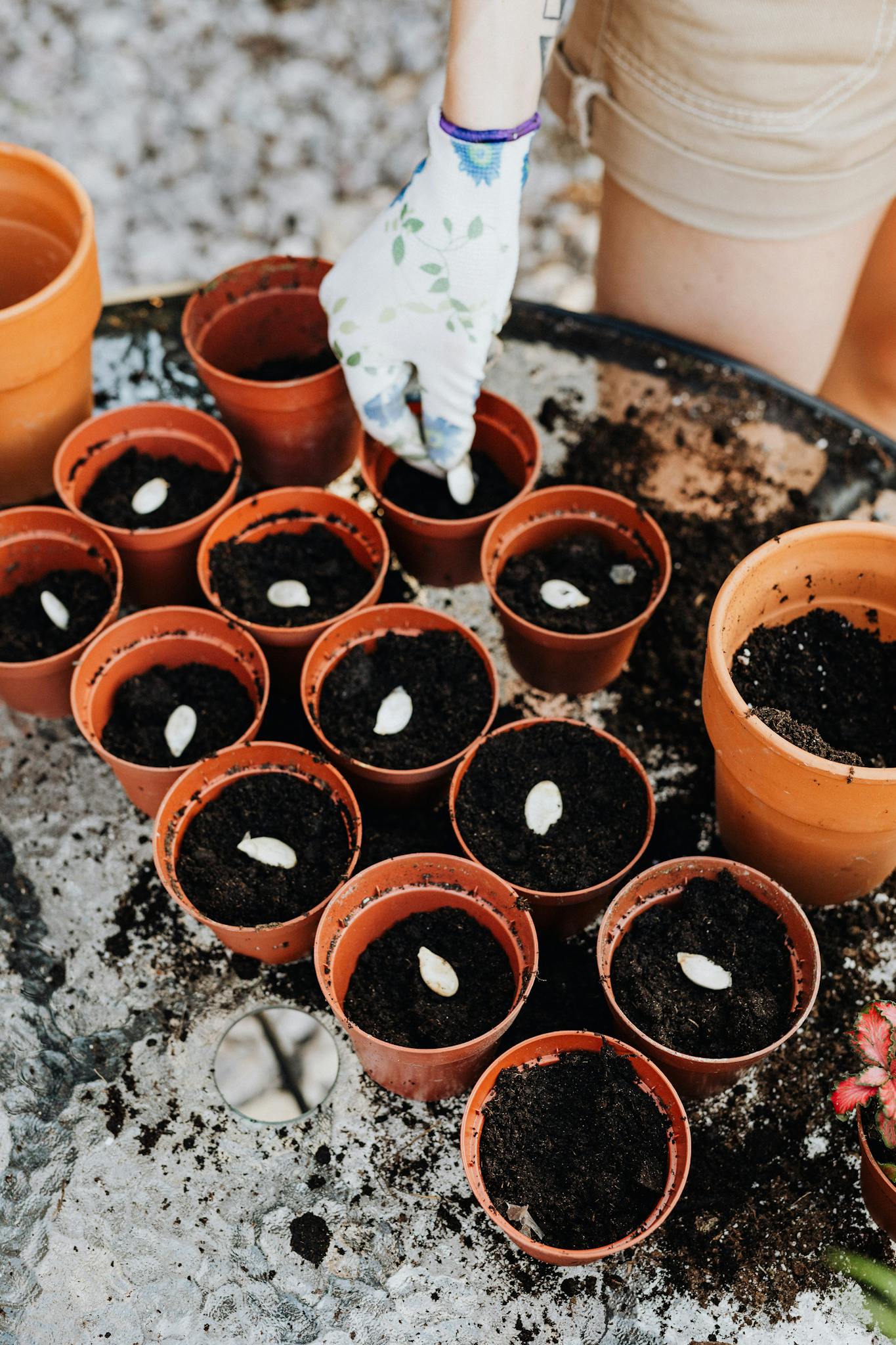 Individual planting seeds in terracotta pots outdoors, showcasing gardening tools and techniques.