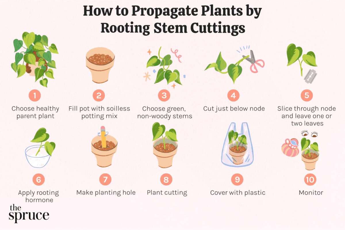 How To Propagate Plants From Cuttings