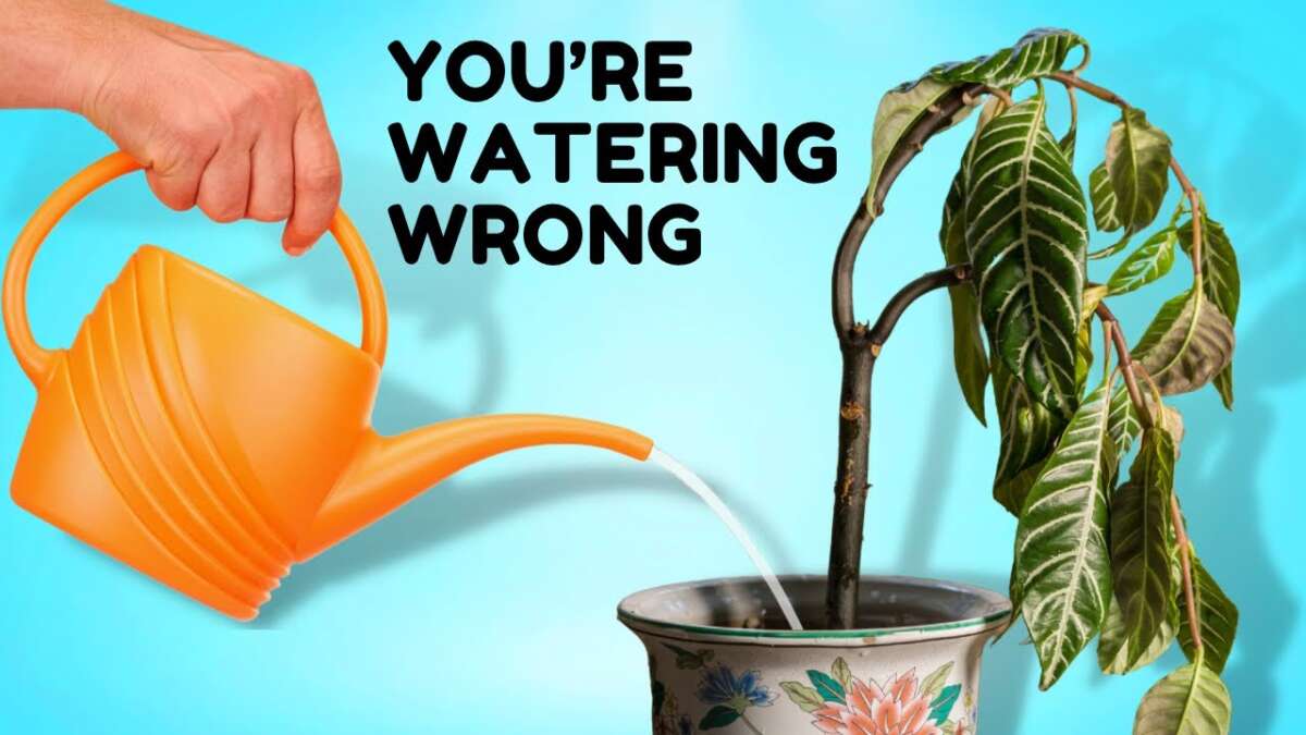 How To Grow Healthy Plants At Home