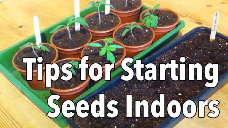 How To Start Seeds Indoors For Beginners