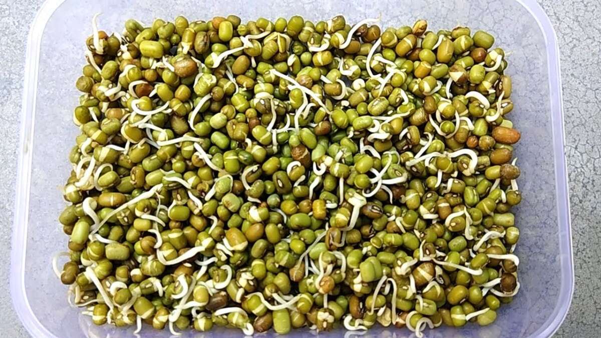 How To Germinate Seeds Faster Naturally