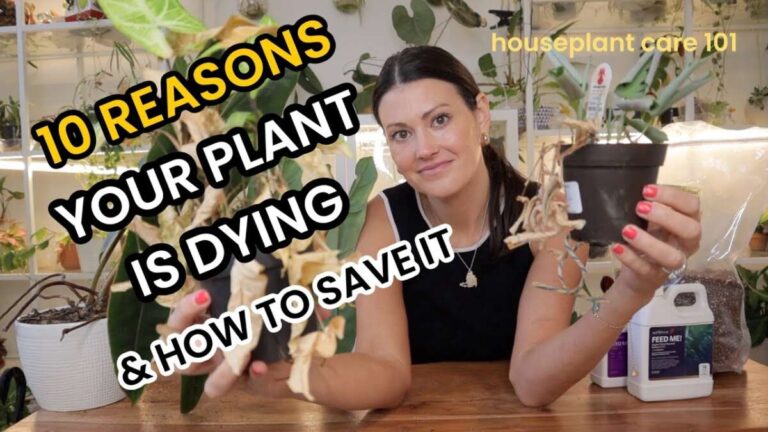 How To Save Dying Plants For Beginners