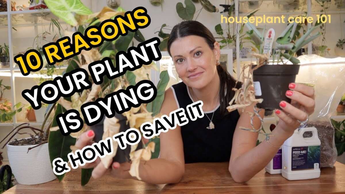 How To Save Dying Plants For Beginners