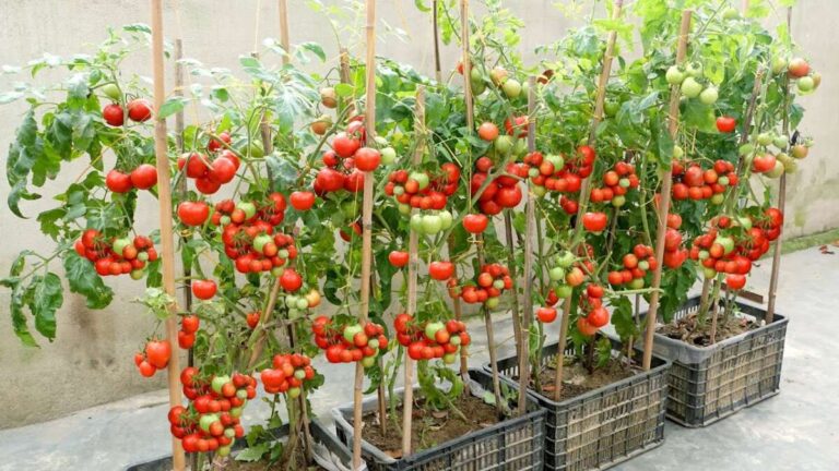 How To Grow Tomatoes For Beginners