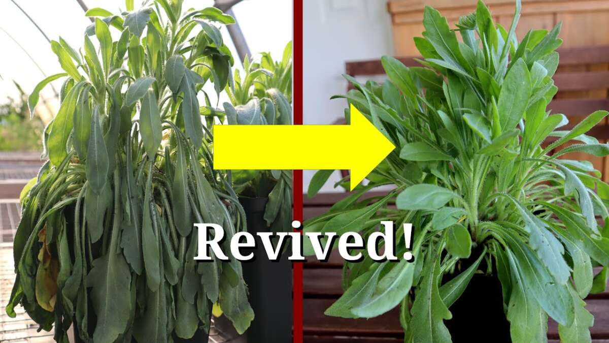 How To Stop Plants From Wilting