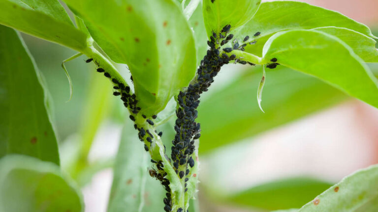 How To Protect Plants From Pests Naturally