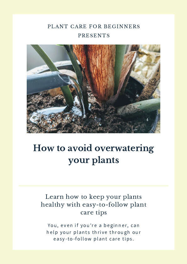 How To Avoid Overwatering Plants As A Beginner
