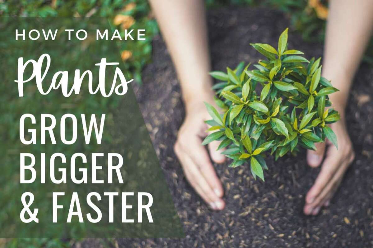 How To Grow Plants Faster Naturally