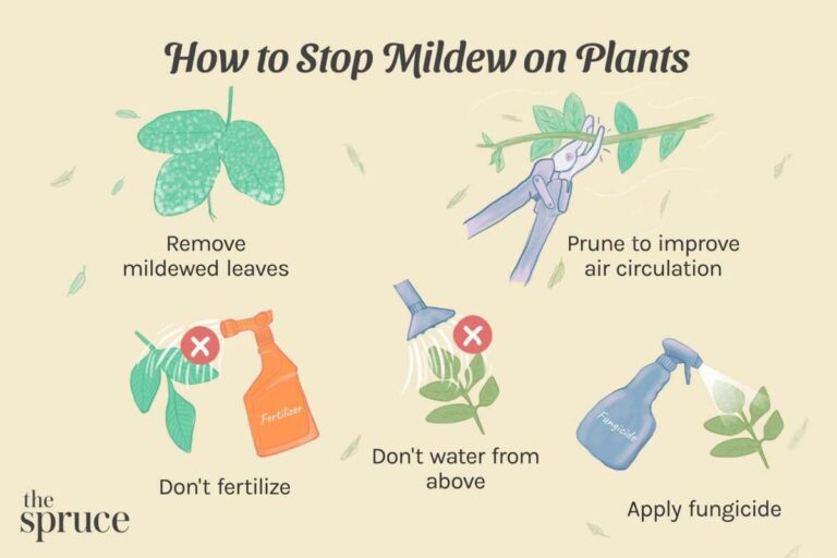 How To Stop Fungus On Plant Leaves