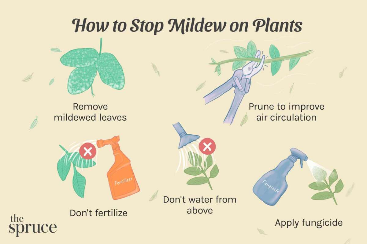 How To Stop Fungus On Plant Leaves