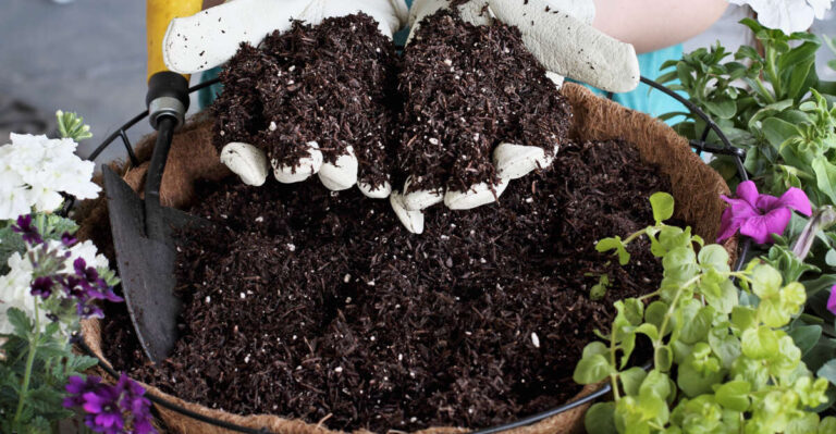 How To Reuse Old Soil For Plants