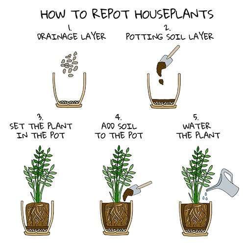 How To Prevent Root Rot In Potted Plants