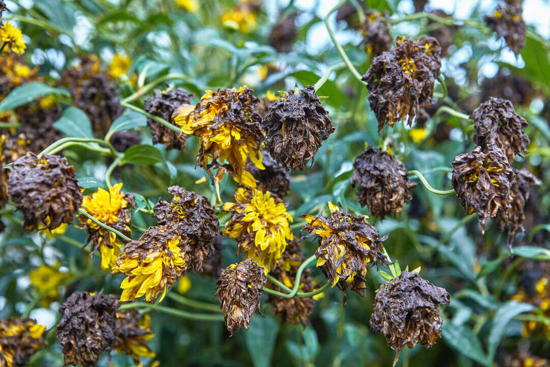 How To Keep Plants Alive During Heat Waves