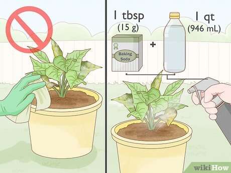 How To Prevent Mold In Potted Plants