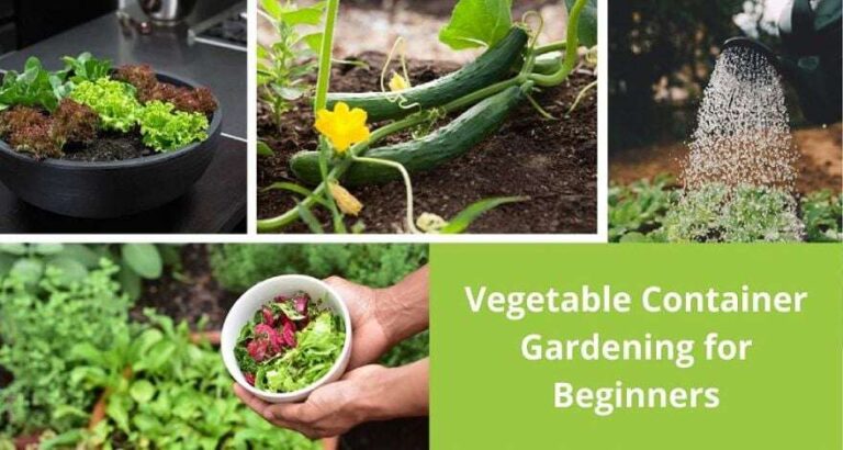 How To Start Container Gardening For Beginners