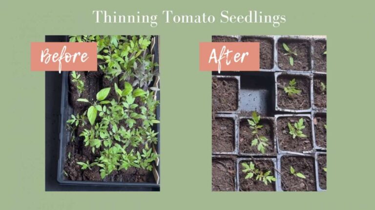 How To Thin Seedlings Properly