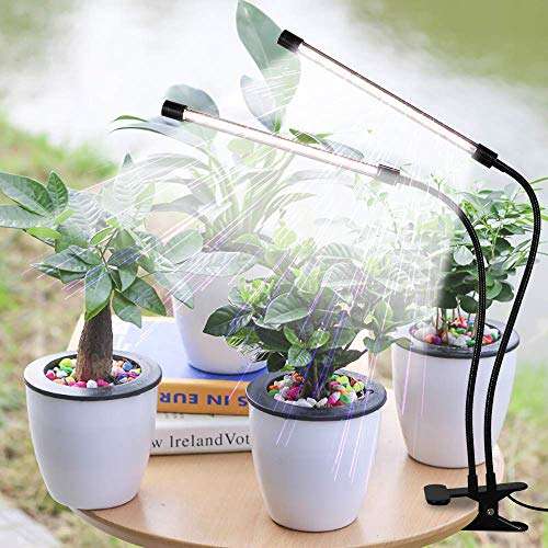Best Grow Light For Bonsai