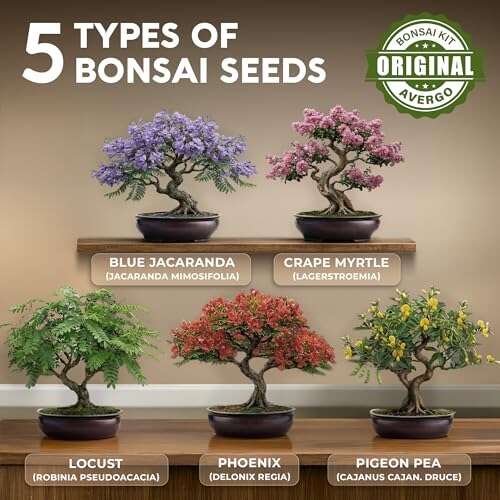 Best Indoor Bonsai For Beginners