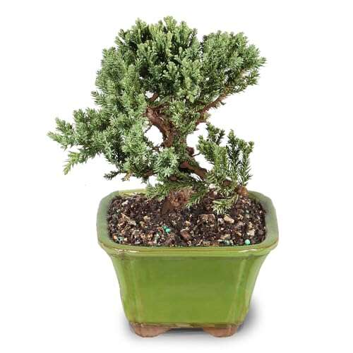 Best American Trees For Bonsai