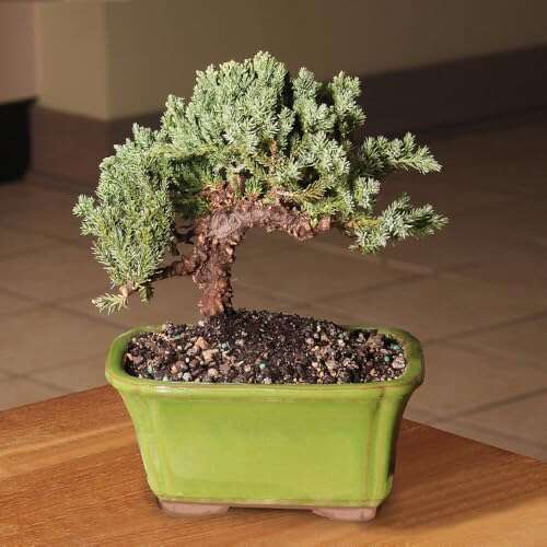 Best Bonsai Trees For Colorado