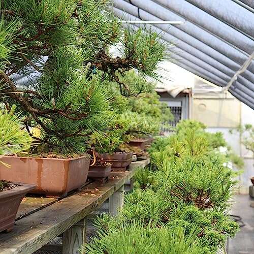 Best Soil For Juniper Bonsai