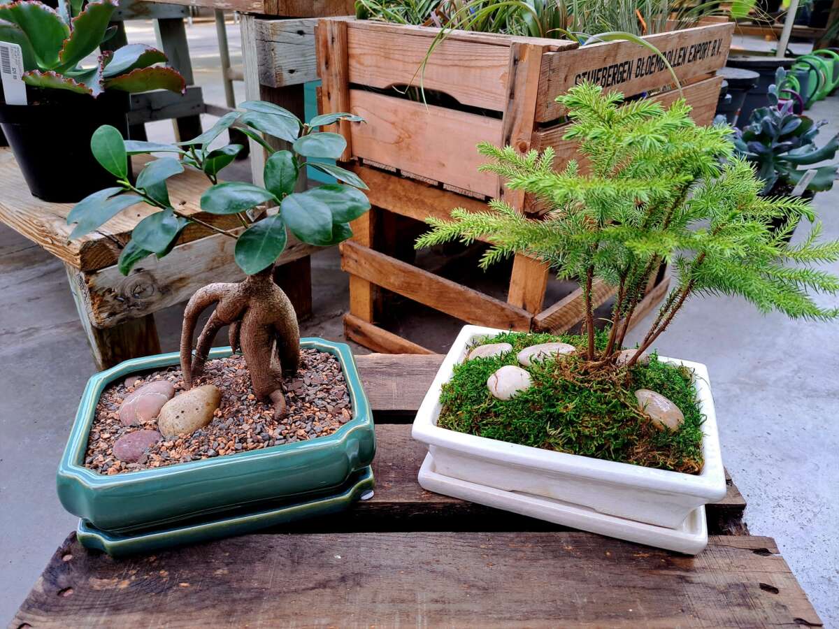 Where Can I Buy A Bonsai Tree Near Me