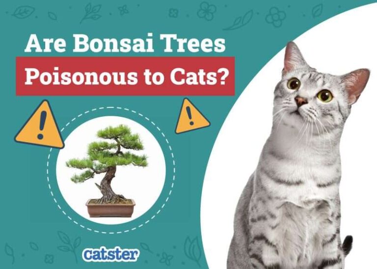 Are Bonsai Trees Poisonous To Cats