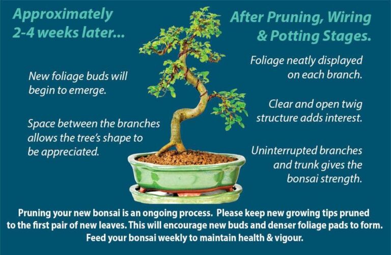 How To Prune A Bonsai Tree