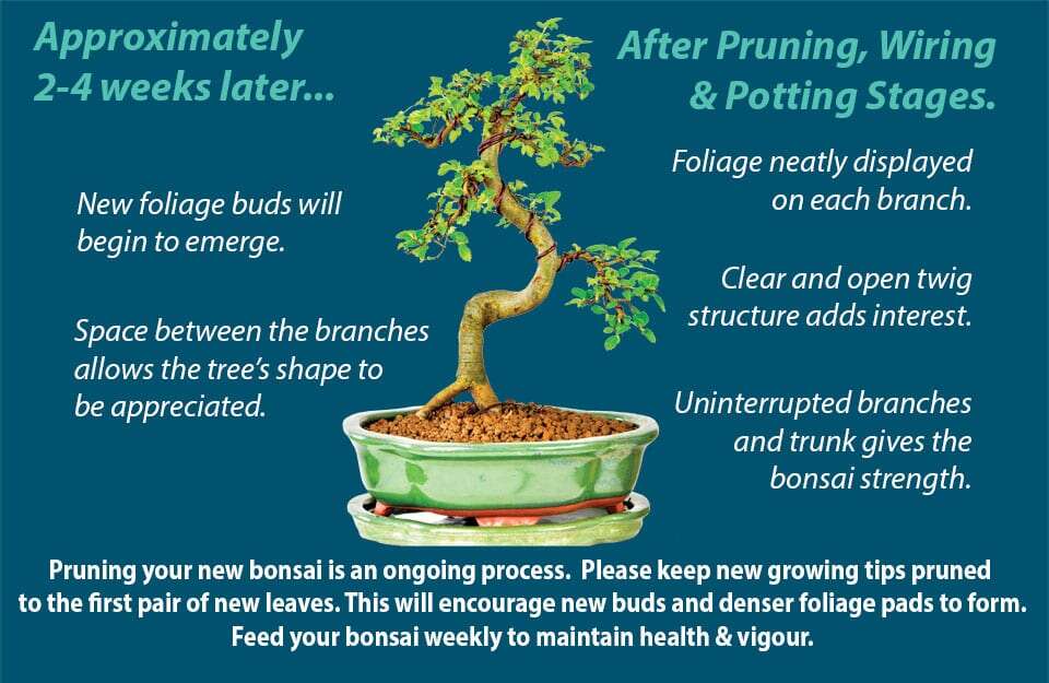 How To Prune A Bonsai Tree