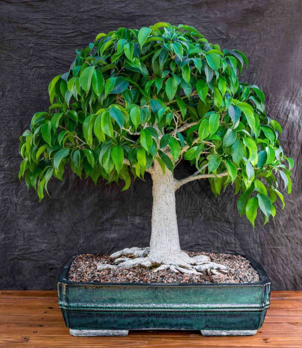 How To Grow A Bonsai Tree