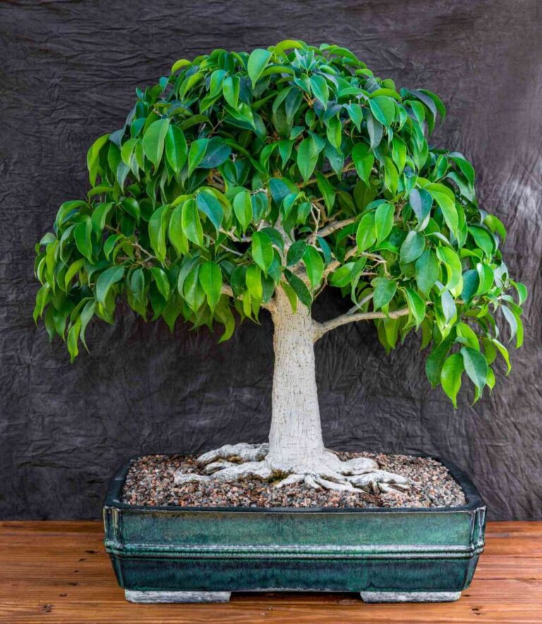 What Is A Bonsai Tree